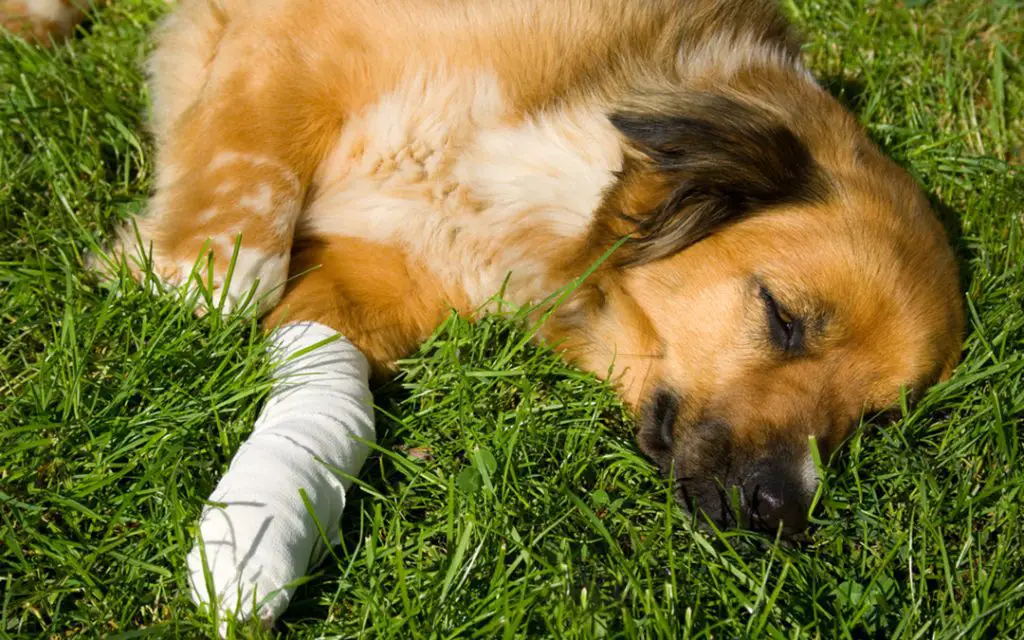 2024-short-sympathy-messages-and-condolences-for-loss-of-dog